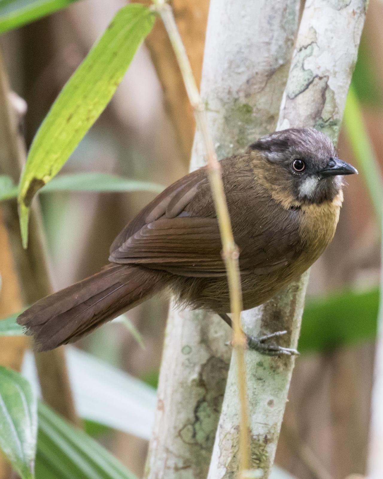 Gray-throated Babbler Photo by Robert Lewis