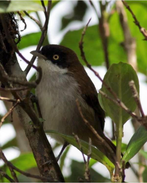Dark-fronted Babbler Photo by Frank Gilliland
