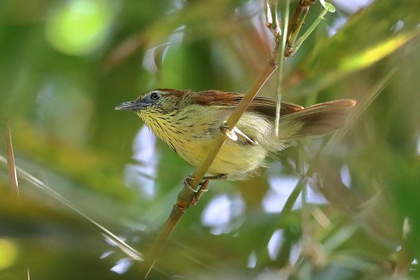 Pin-striped Tit-Babbler Photo by Kenneth Cheong