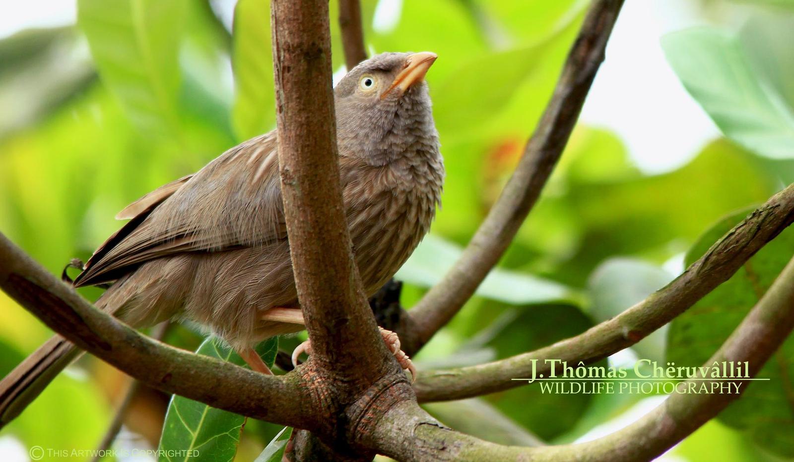Jungle Babbler Photo by Jinu Thomas 