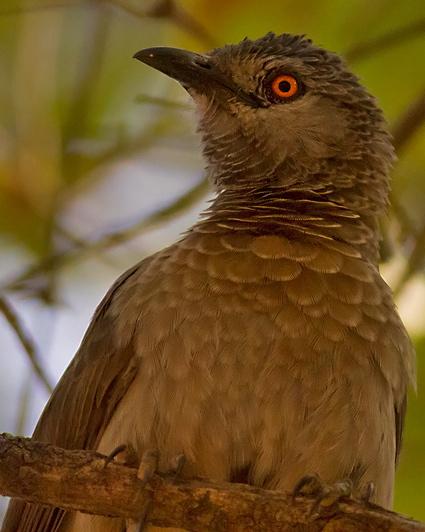 Brown Babbler Photo by Stephen Daly