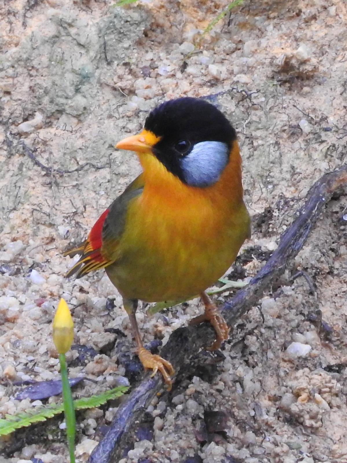 Silver-eared Mesia Photo by Todd A. Watkins