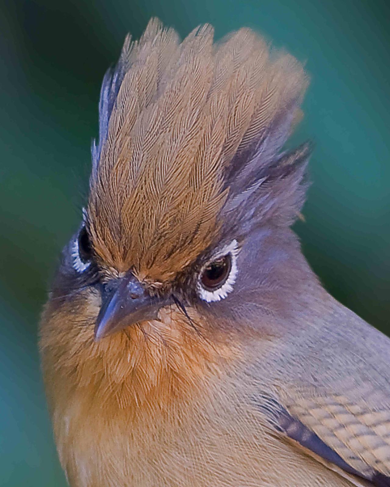 Spectacled Barwing Photo by Alex Vargas