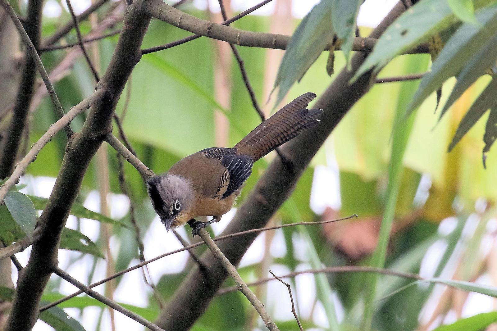 Black-crowned Barwing Photo by Stan Lilley