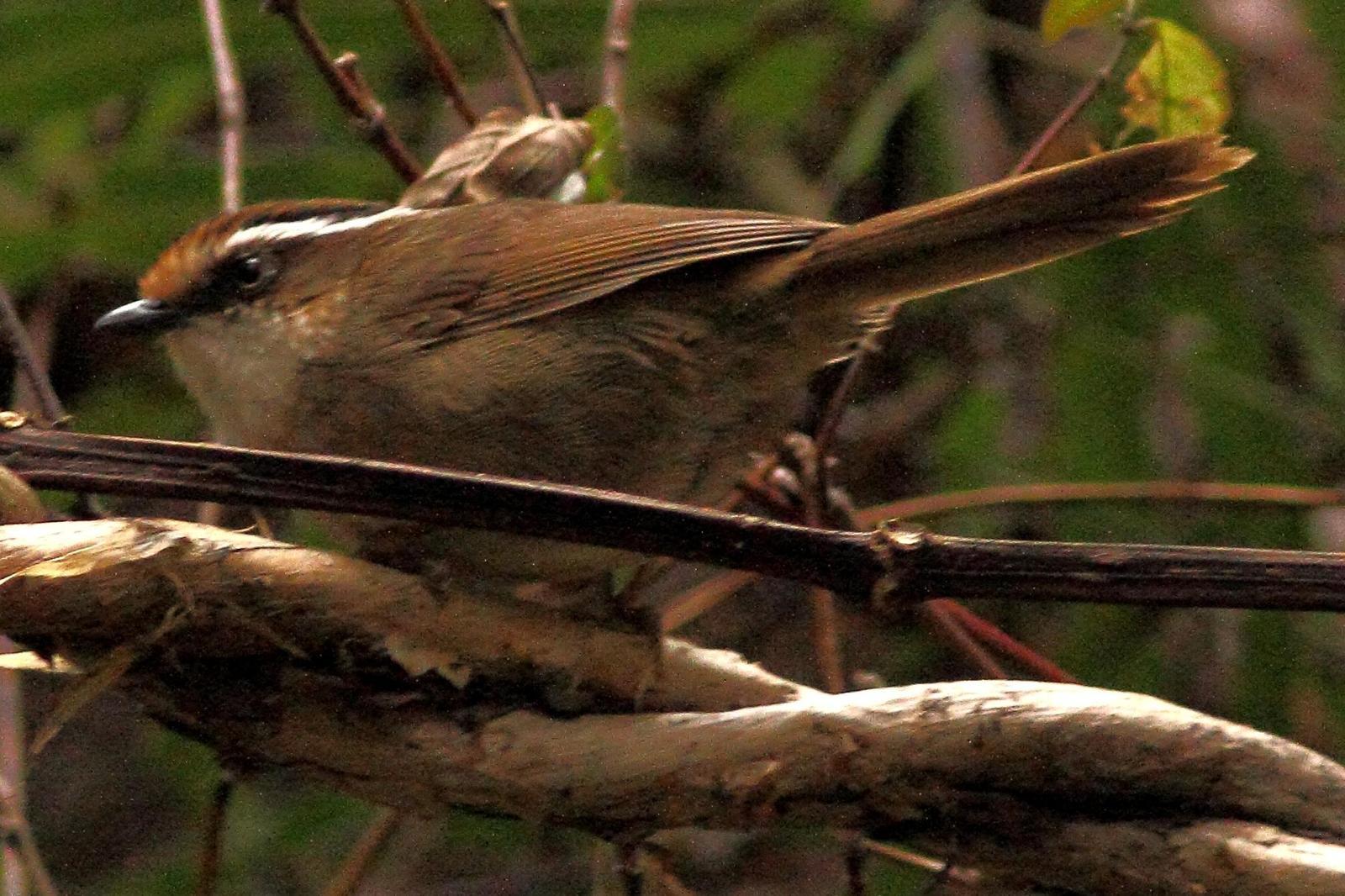 Rusty-capped Fulvetta Photo by Lee Harding
