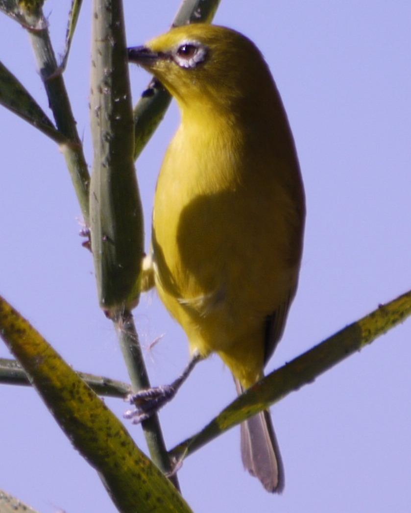 African Yellow White-eye Photo by Peter Lowe