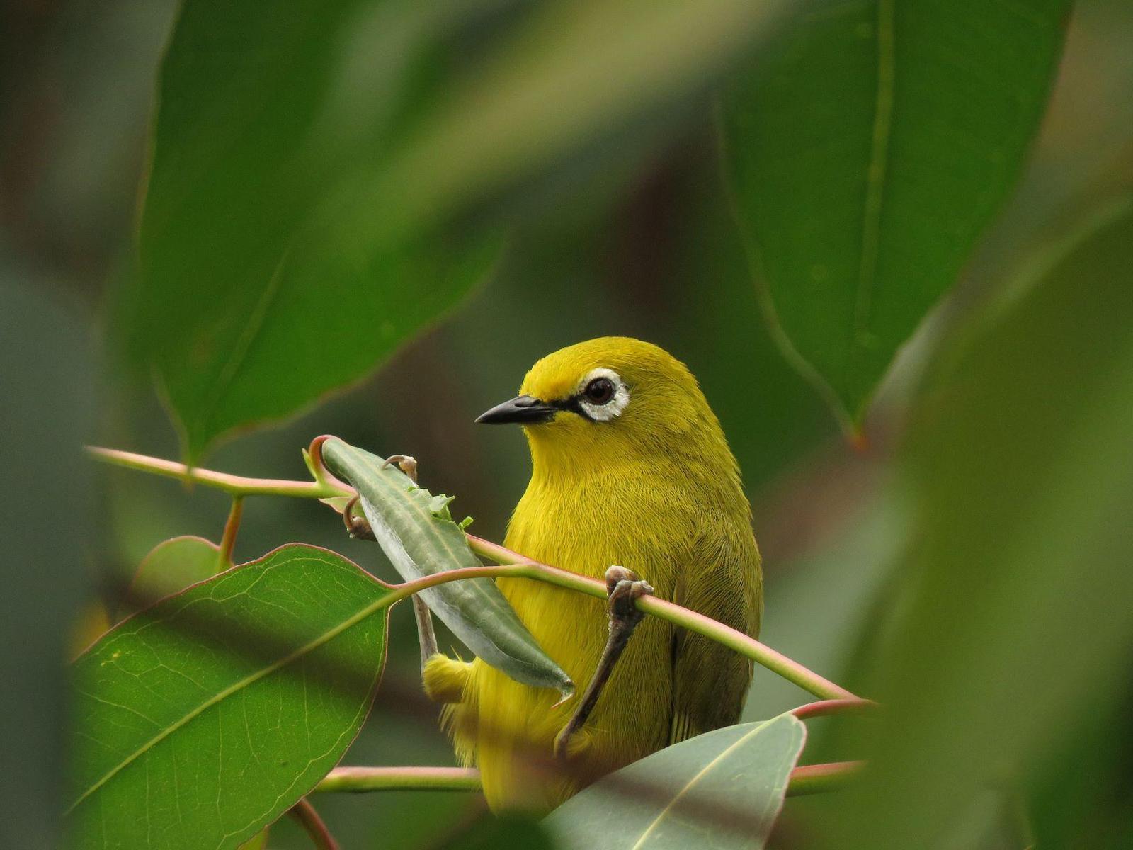 African Yellow White-eye Photo by Cyndee Pelt