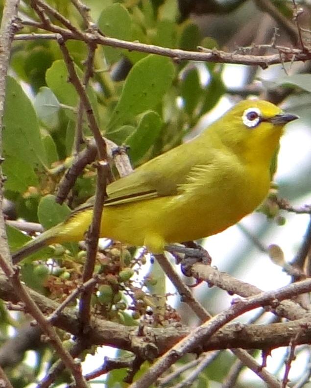 broad-ringed white-eye sp. Photo by Todd A. Watkins