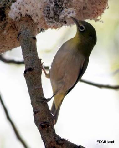 Abyssinian White-eye Photo by Frank Gilliland
