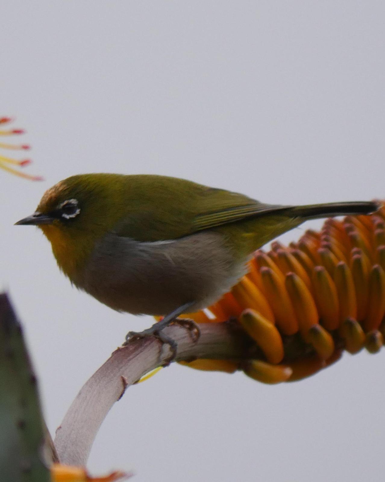 Cape White-eye Photo by Peter Lowe