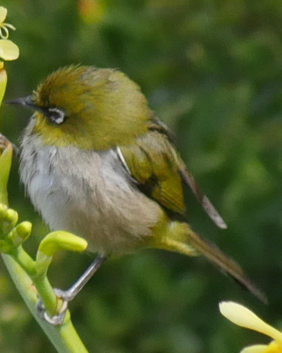 Cape White-eye Photo by Peter Lowe