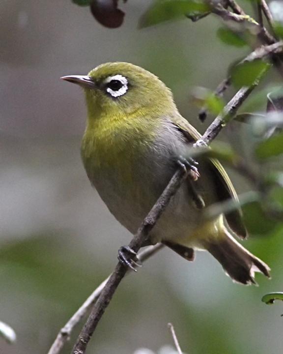 Green-backed White-eye Photo by Chris Wiley
