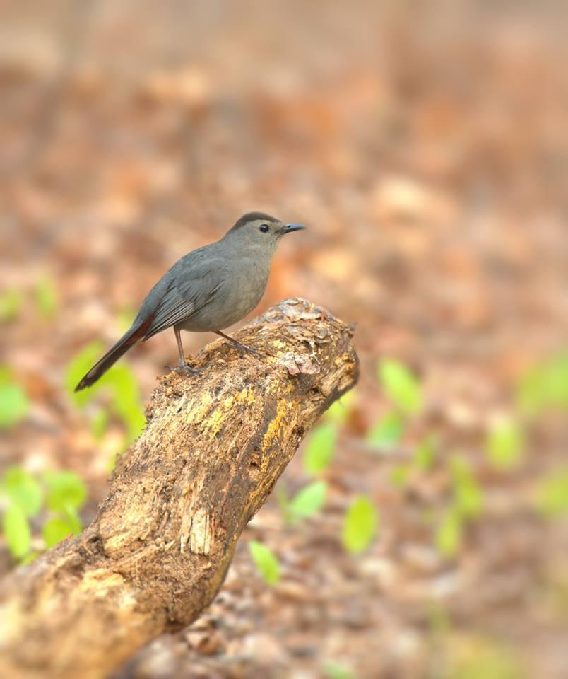 Gray Catbird Photo by Jackie Connelly-Fornuff