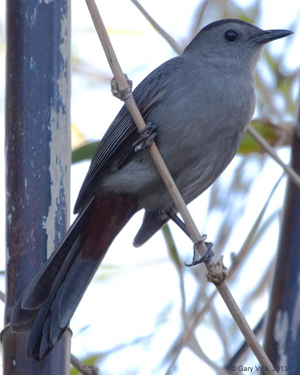 Gray Catbird Photo by Gary Villa