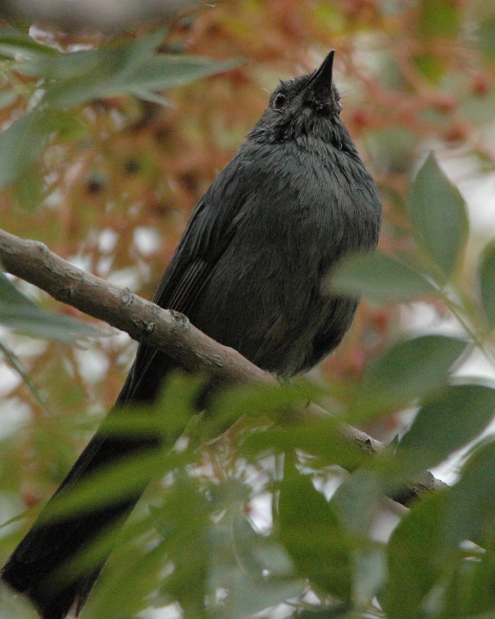 Gray Catbird Photo by Dan Belcher