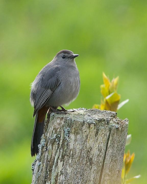 Gray Catbird Photo by Denis Rivard