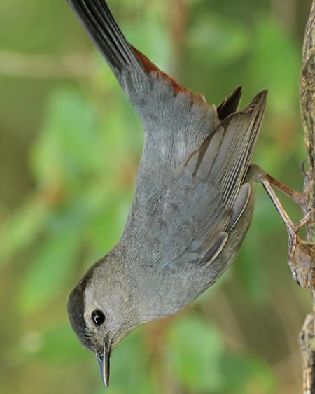 Gray Catbird Photo by Rene Valdes