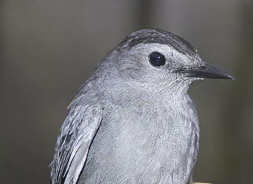 Gray Catbird Photo by Dan Tallman