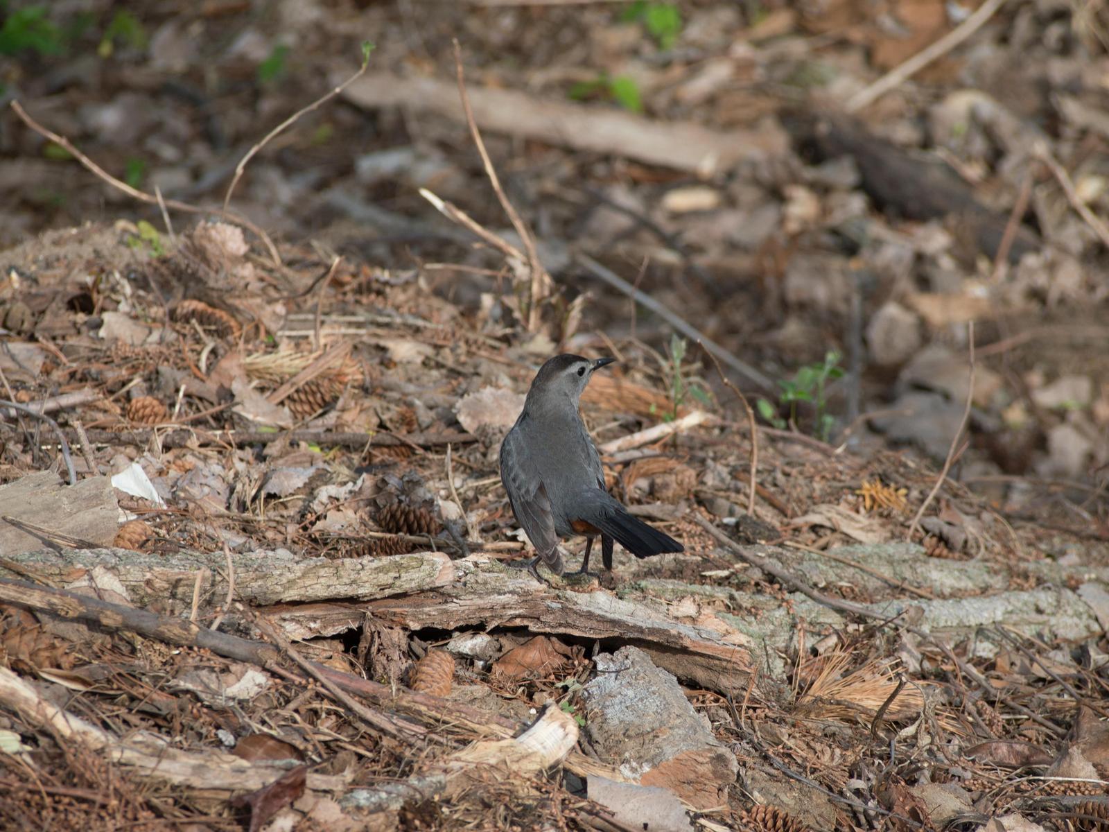 Gray Catbird Photo by Keshava Mysore