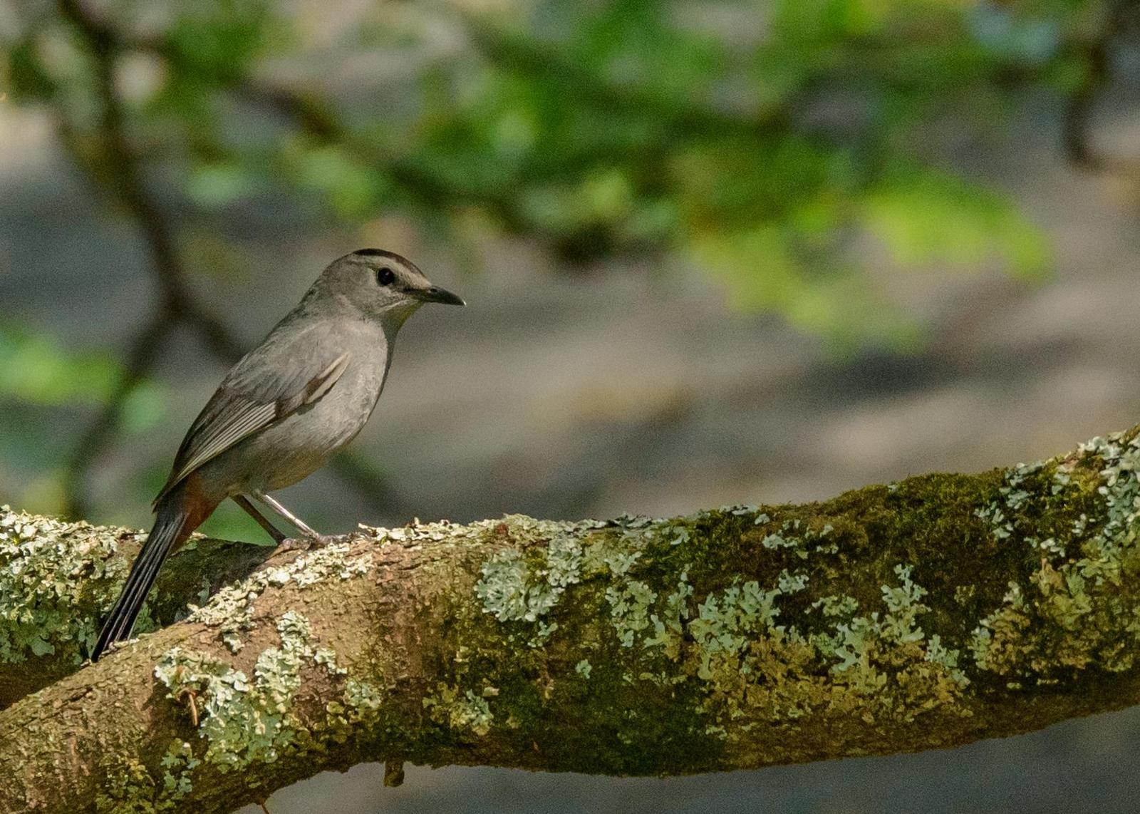 Gray Catbird Photo by Keshava Mysore