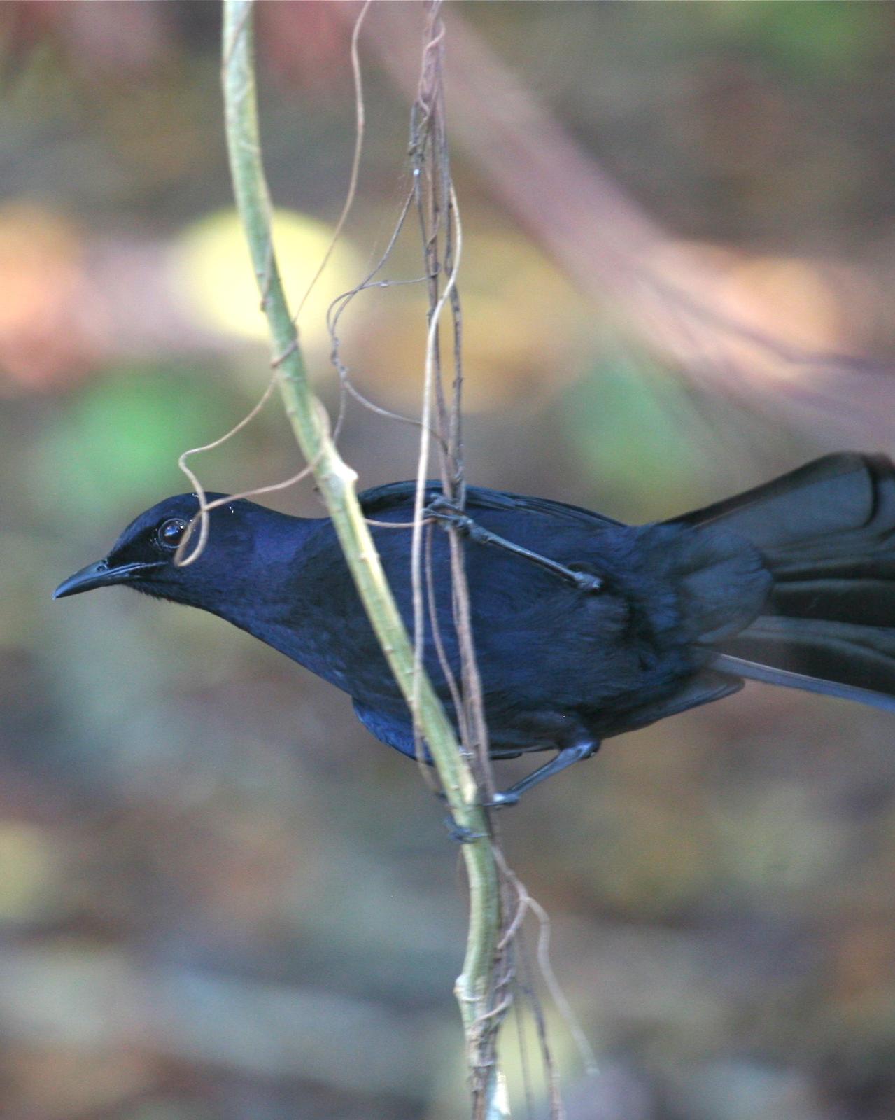 Black Catbird Photo by Mitch Walters