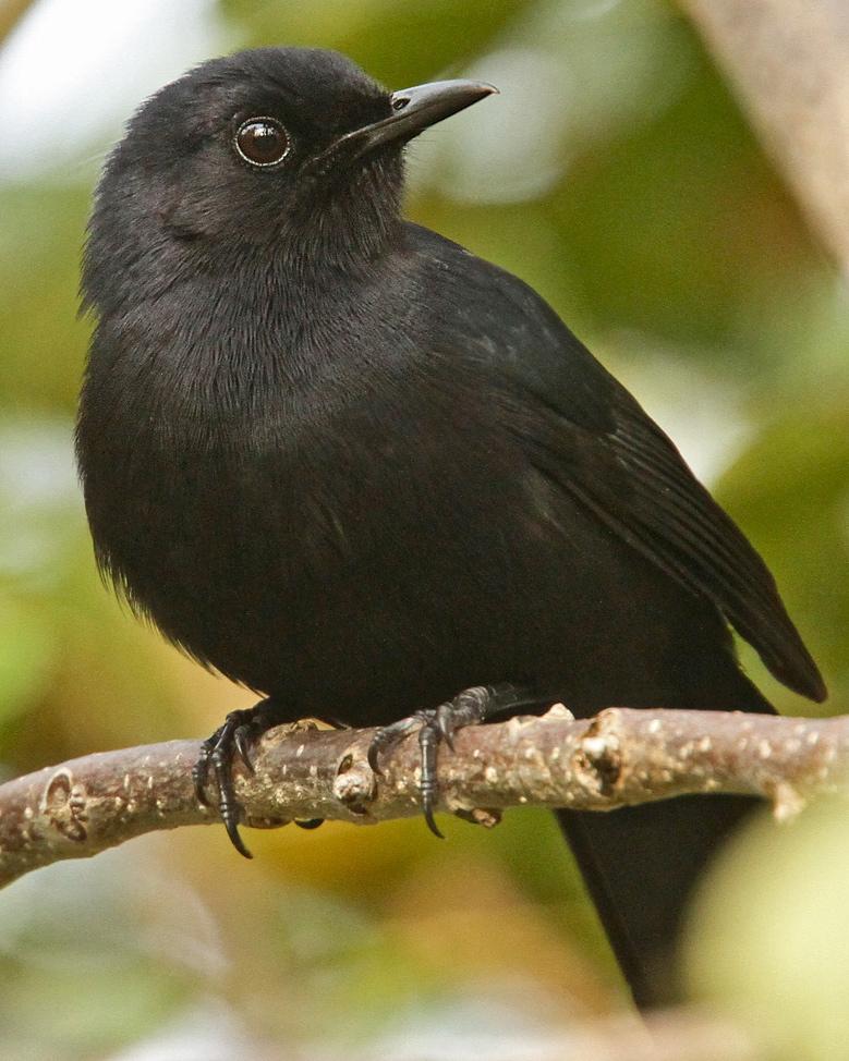 Black Catbird Photo by Luke Seitz