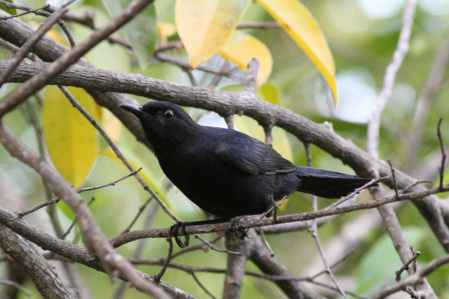 Black Catbird Photo by David Sarkozi