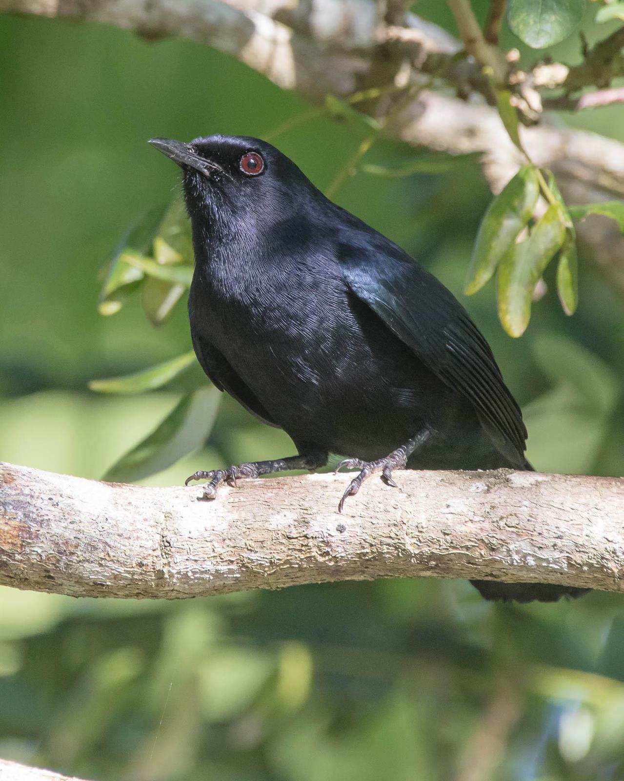 Black Catbird Photo by Denis Rivard