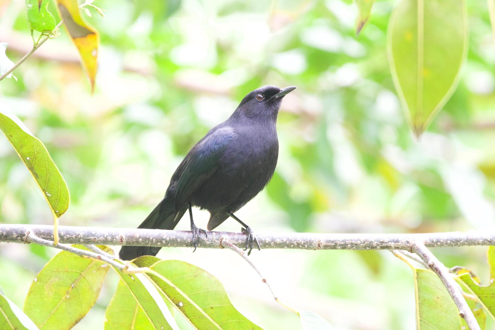 Black Catbird Photo by Ian Jarvie