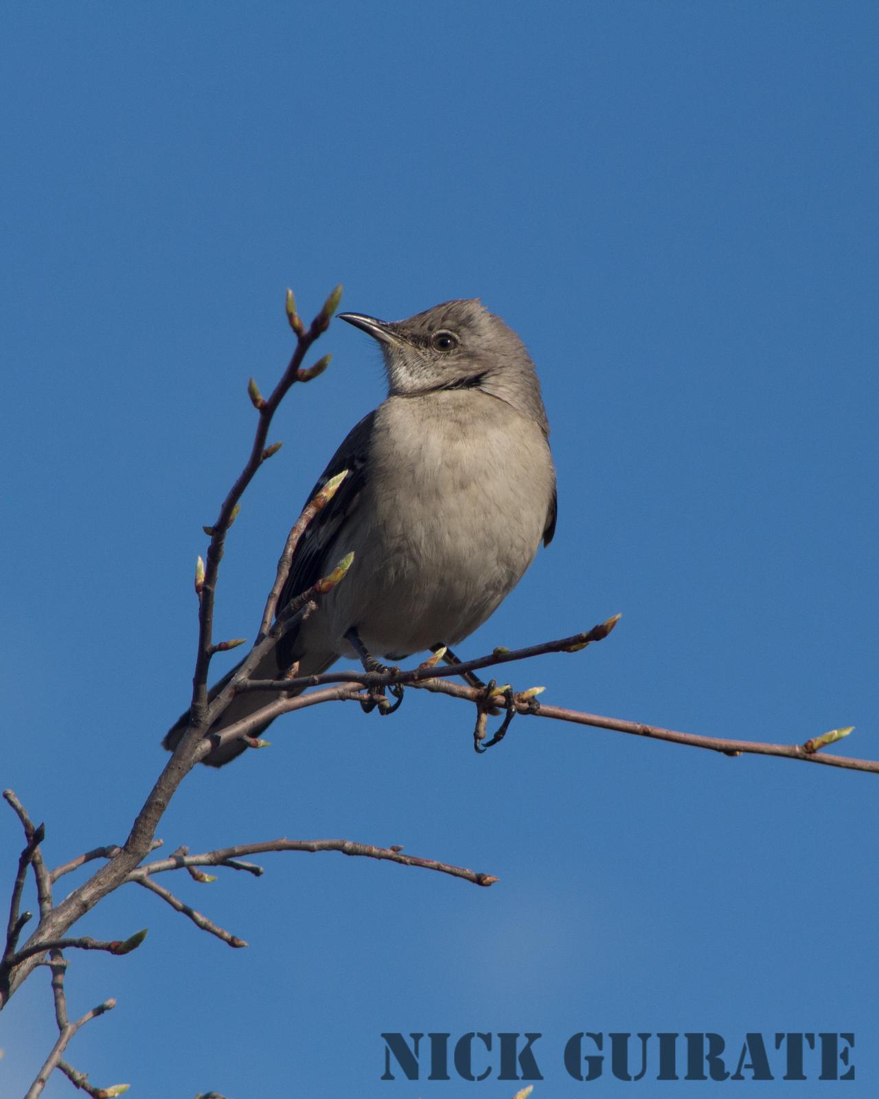 Northern Mockingbird Photo by Nick Guirate