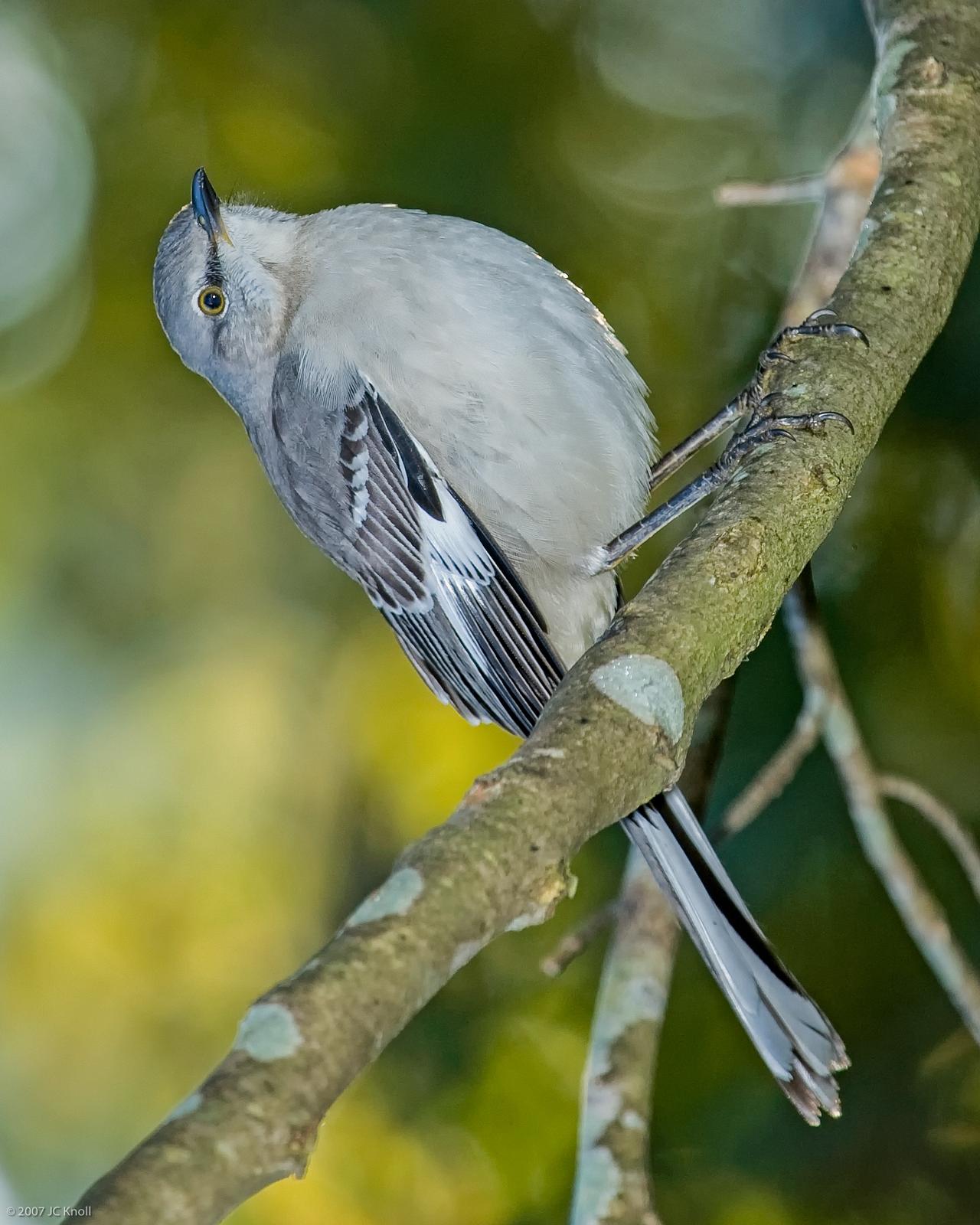 Northern Mockingbird Photo by JC Knoll