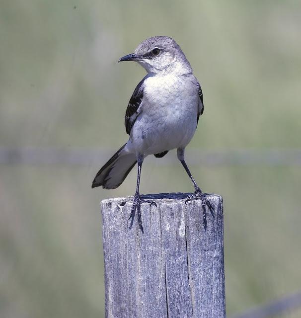 Northern Mockingbird Photo by Dan Tallman