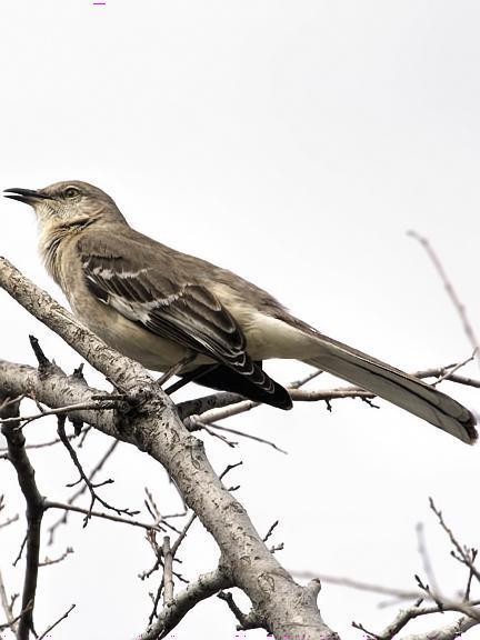 Northern Mockingbird Photo by Dan Tallman