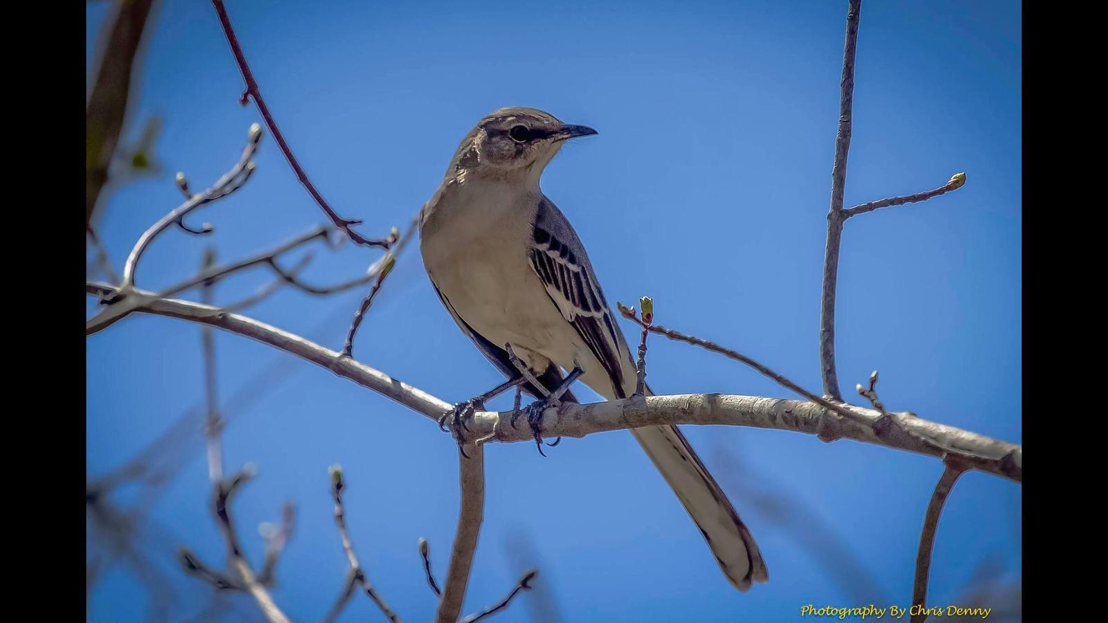 Northern Mockingbird Photo by Chris Denny