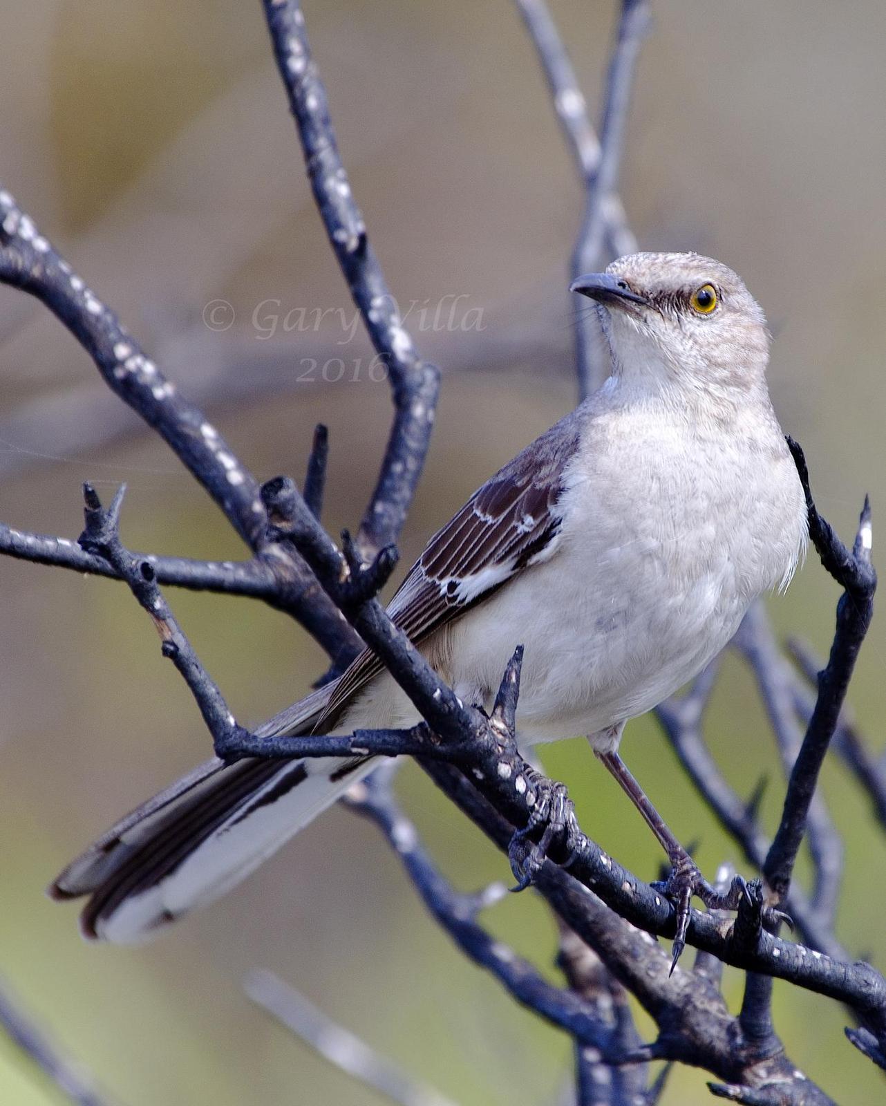 Northern Mockingbird Photo by Gary Villa