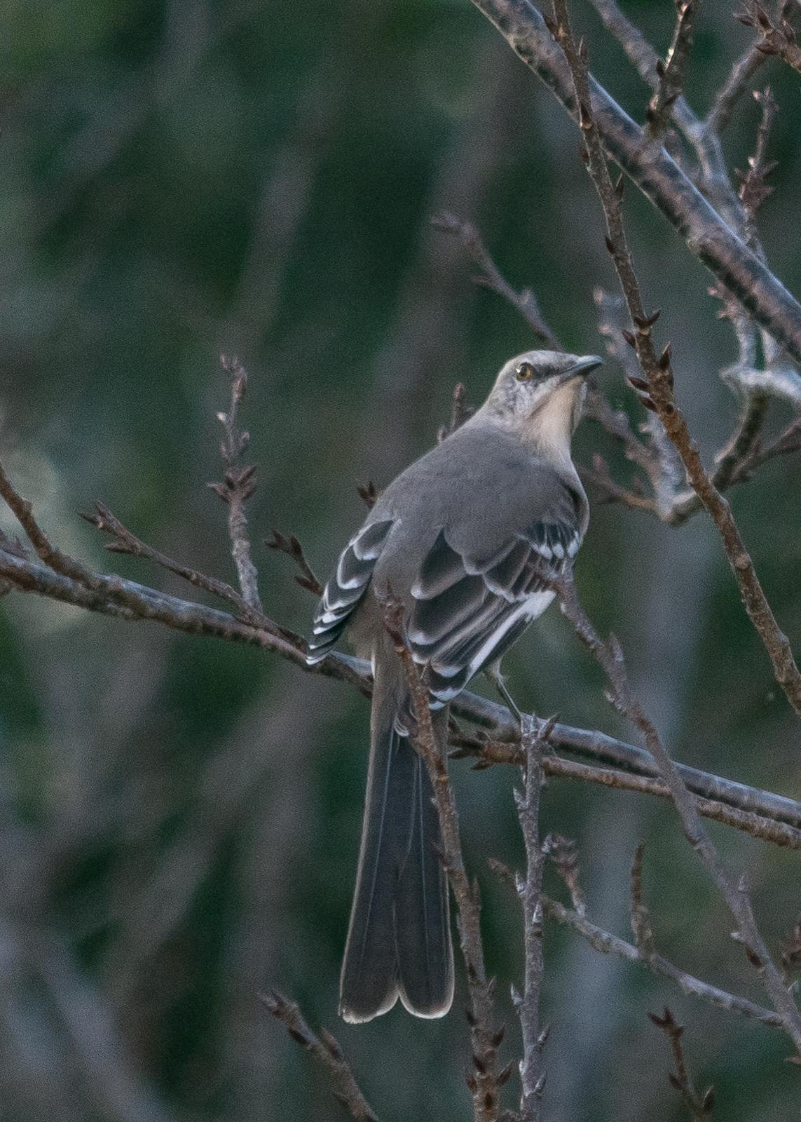 Northern Mockingbird Photo by Keshava Mysore