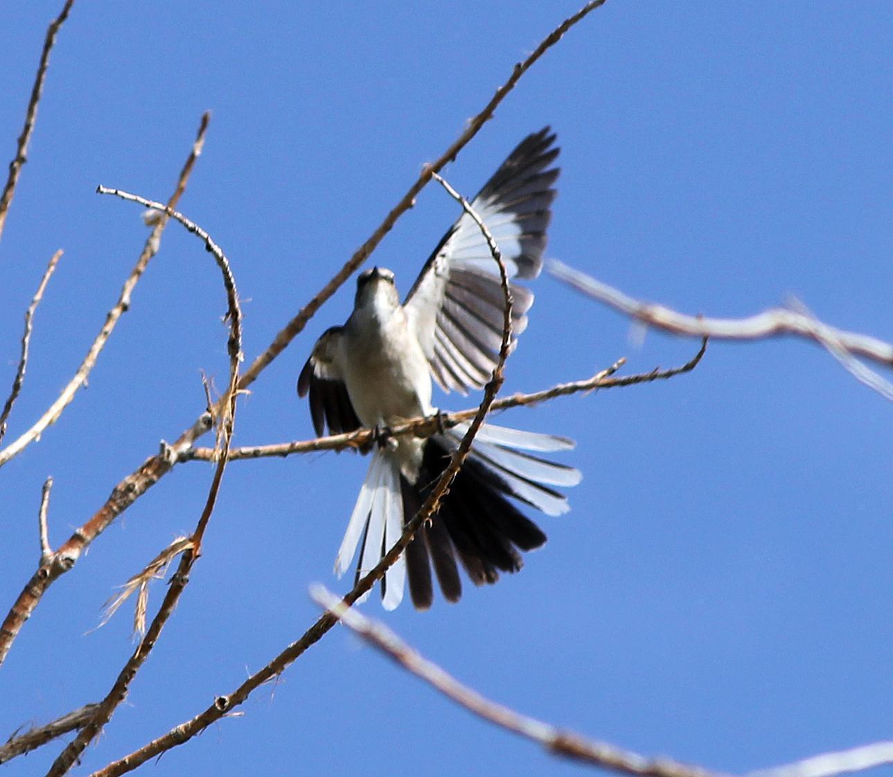 Northern Mockingbird Photo by Tom Gannon