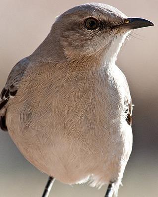 Northern Mockingbird Photo by Pete Myers