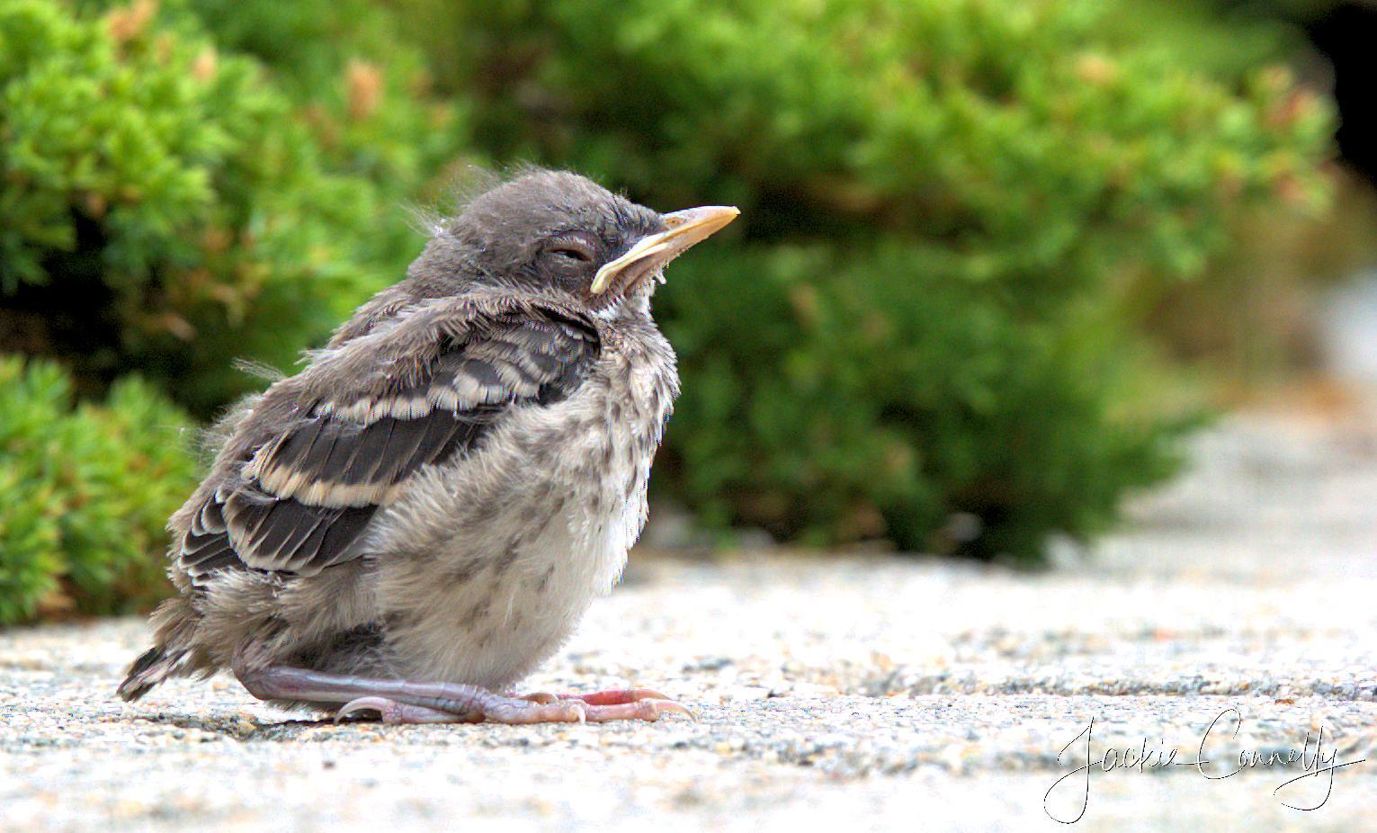 Northern Mockingbird Photo by Jackie Connelly-Fornuff