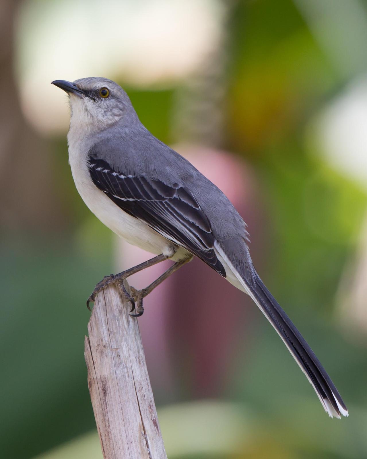 Tropical Mockingbird Photo by Kevin Berkoff