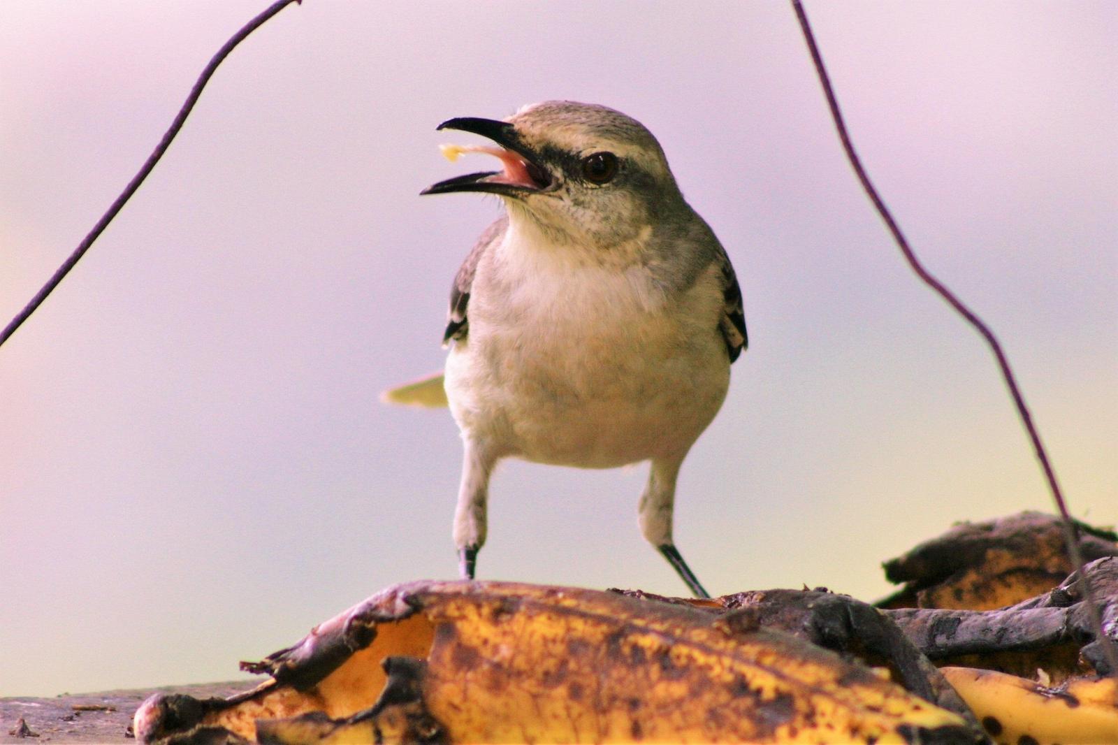Tropical Mockingbird Photo by Bela Brown