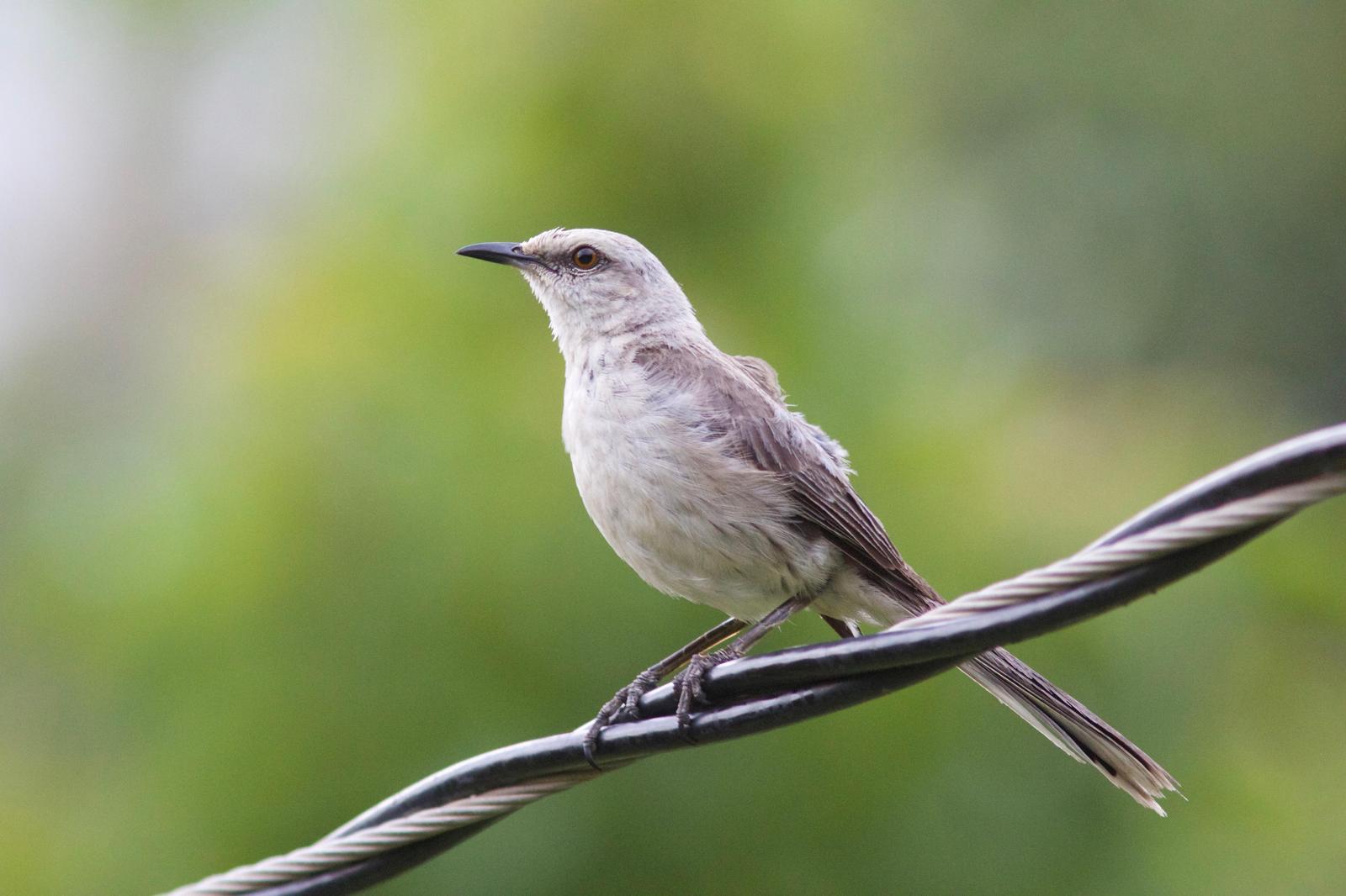 Tropical Mockingbird Photo by Andre  Moncrieff