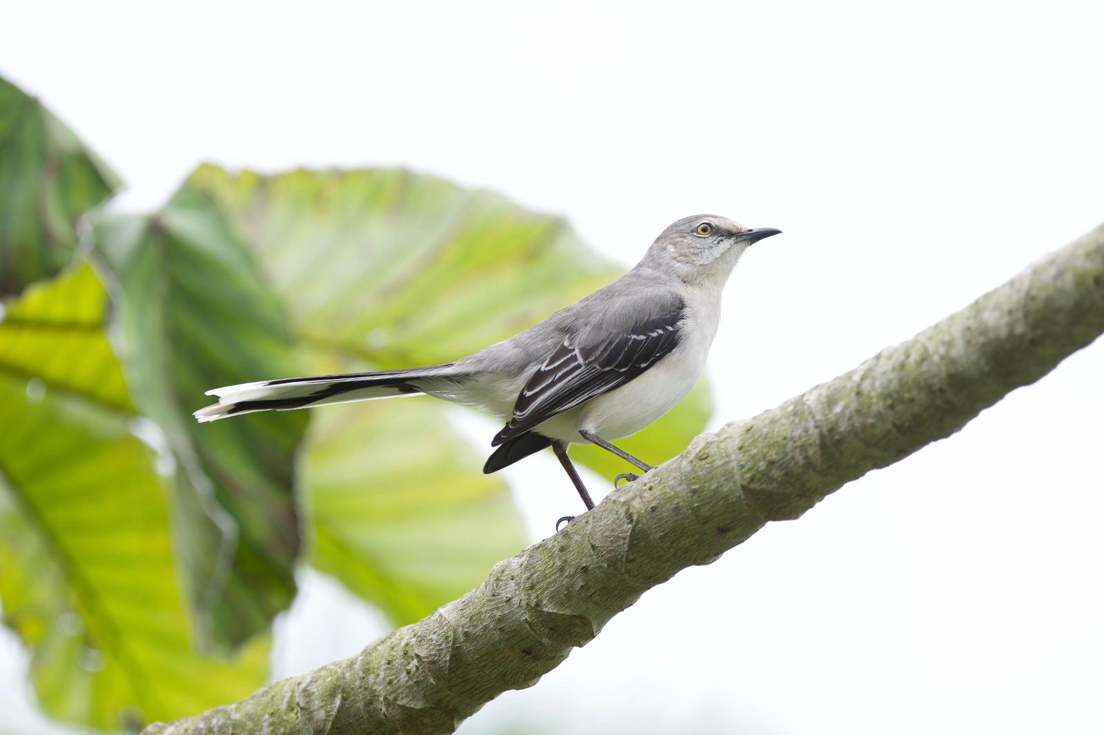 Tropical Mockingbird Photo by Ian Jarvie