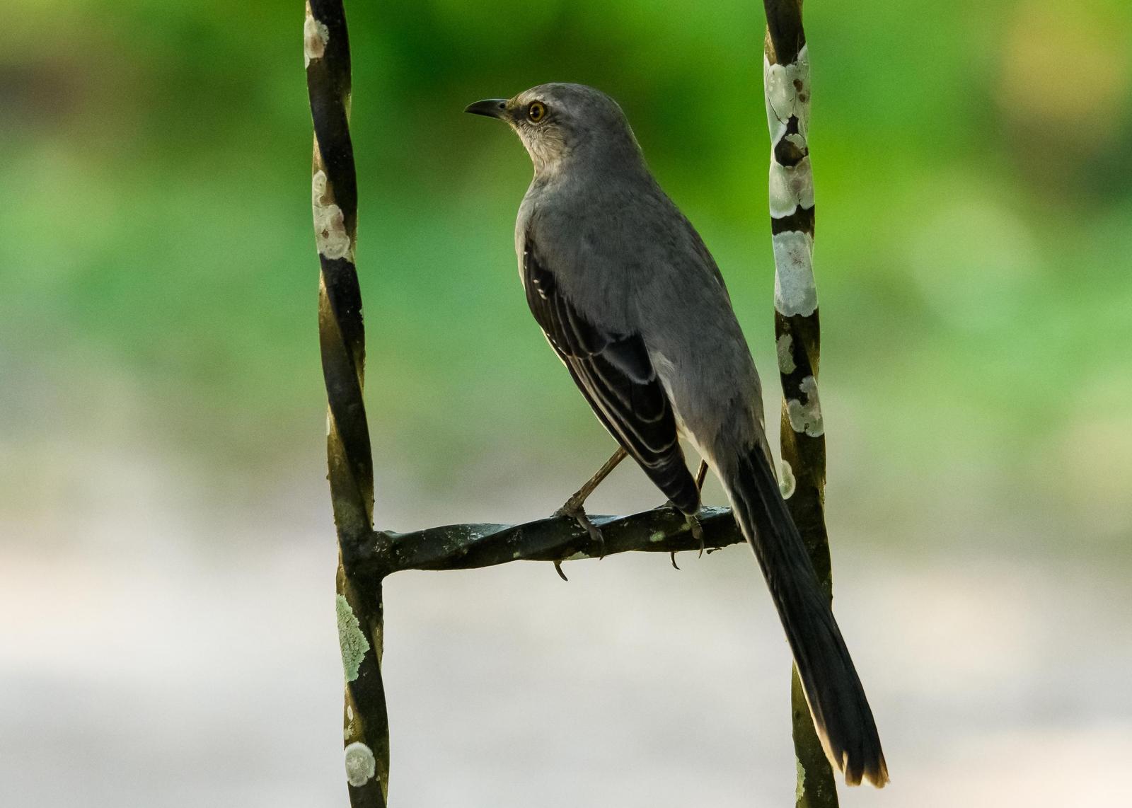 Tropical Mockingbird Photo by Gerald Hoekstra