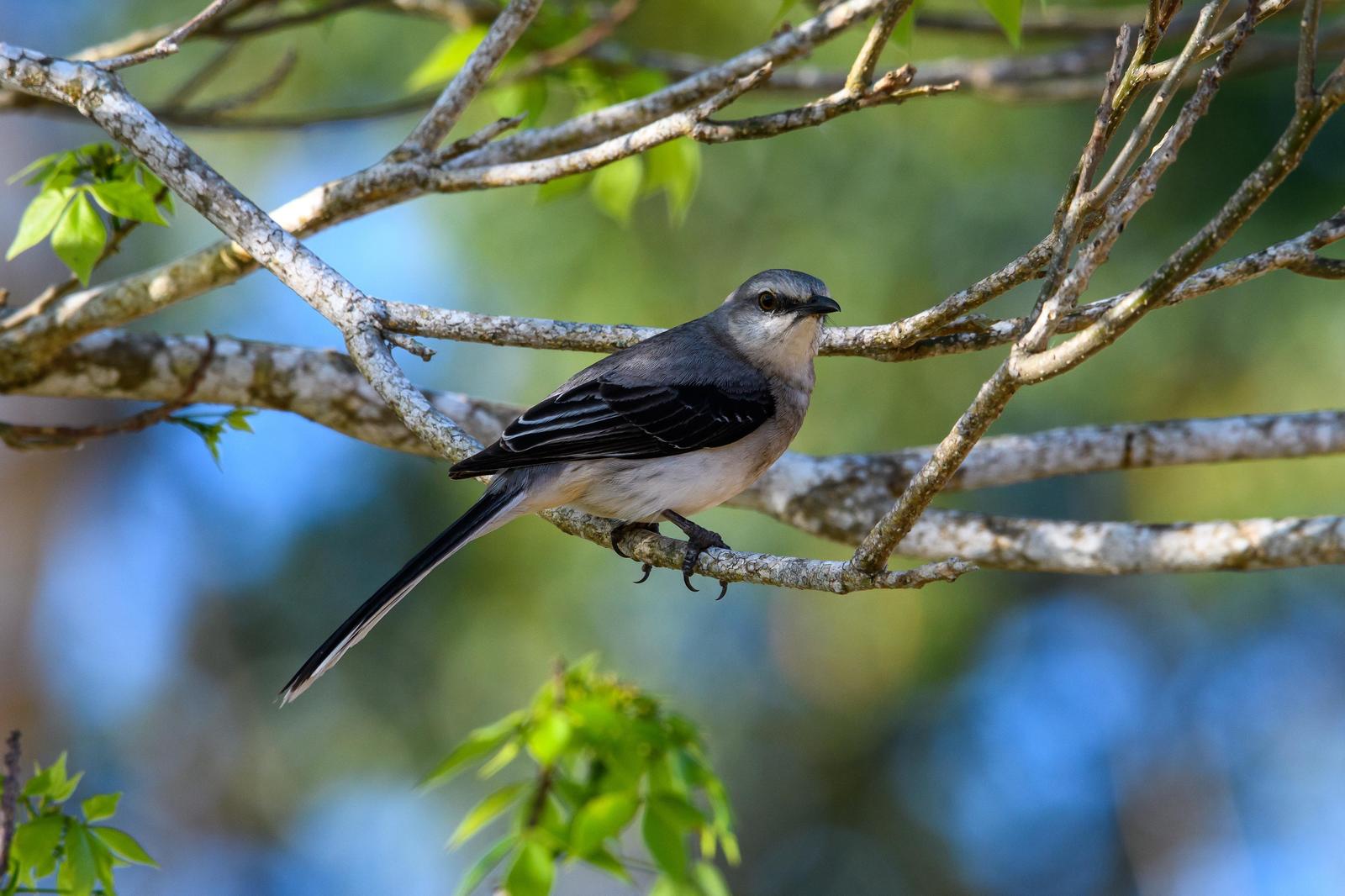 Tropical Mockingbird Photo by Gerald Hoekstra