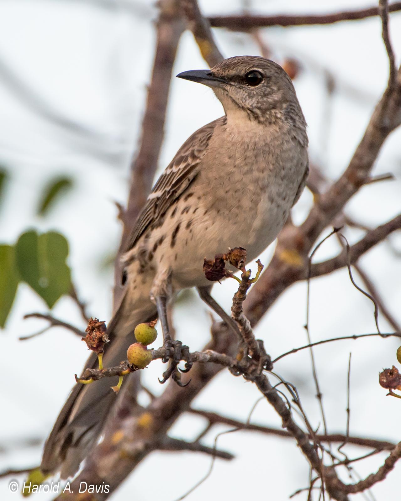 Bahama Mockingbird Photo by Harold Davis