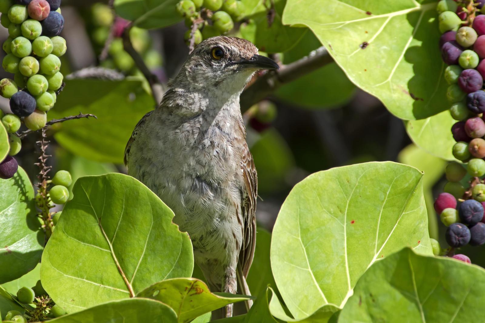 Bahama Mockingbird Photo by Rob Dickerson