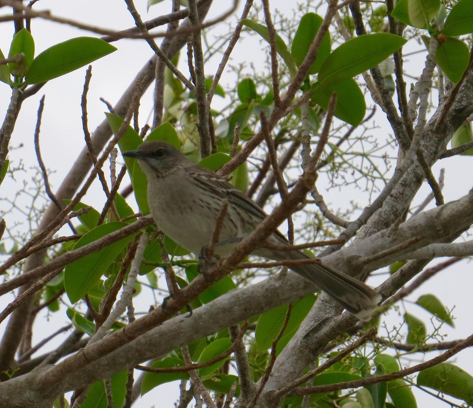 Bahama Mockingbird Photo by Don Glasco