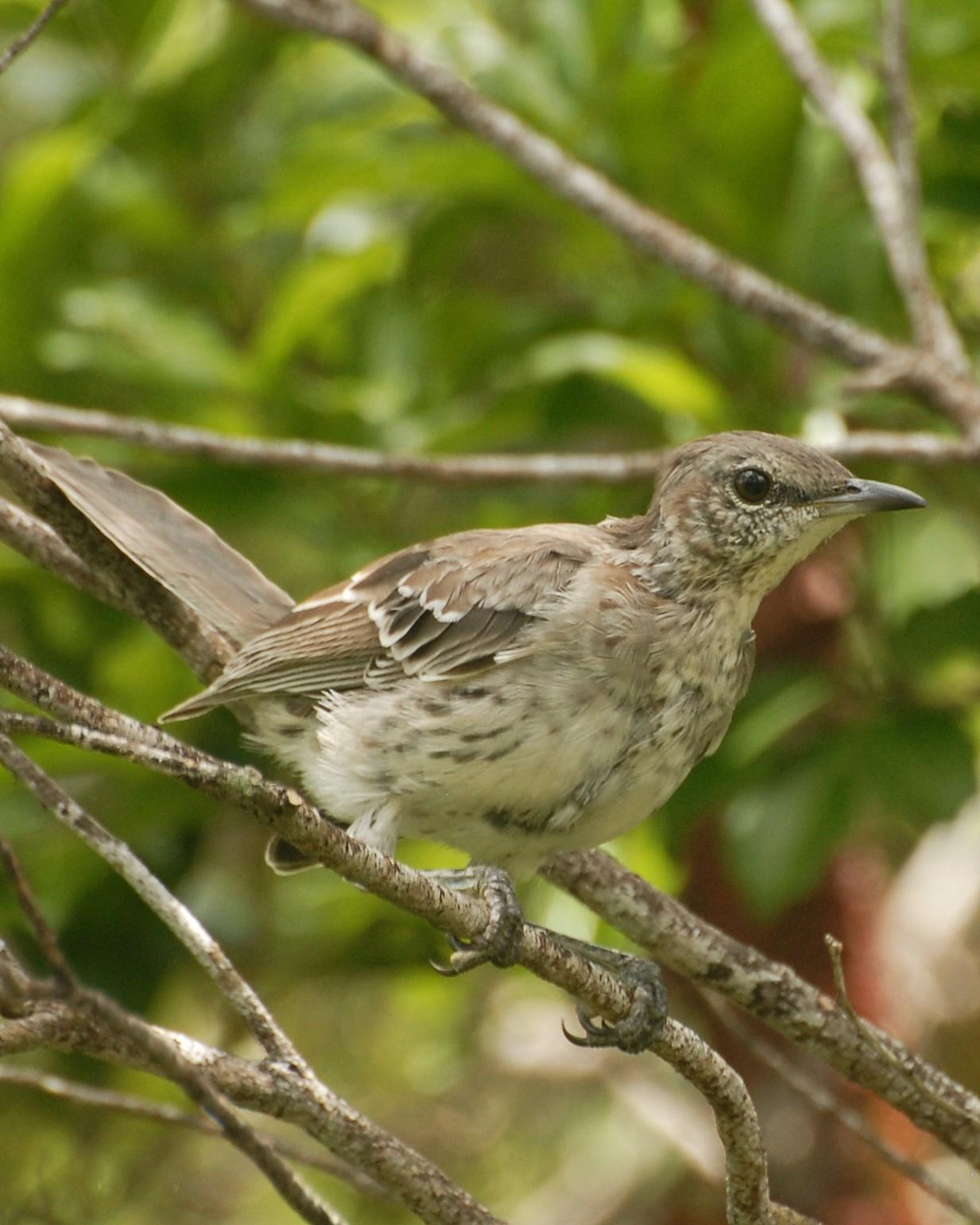 Bahama Mockingbird Photo by David Hollie