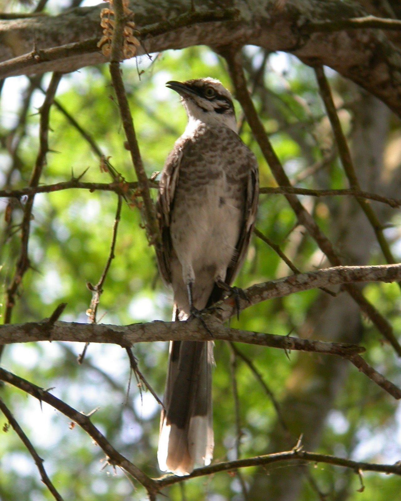 Long-tailed Mockingbird Photo by Sean Fitzgerald